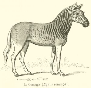 Le Couagga, Equus couagga (gravyr) av French School