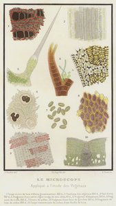 Mikroskopet, tillämpat på studien av växter (färg litho) av French School
