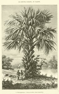 Den gigantiska Talipot (gravyr) av French School