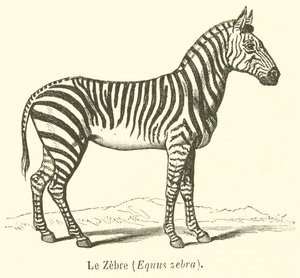 Le Zebre, Equus zebra (gravyr) av French School