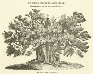 Den gamla eken i Allouville (gravyr) av French School