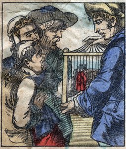Lemuel Gulliver, i en bur visas för jättarna i Brobdingnag. Illustration för "" Gulliver