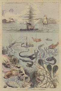 Les Explorations Sous-Marines Du Talisman Et Du Travailleur (färglitografi) av French School