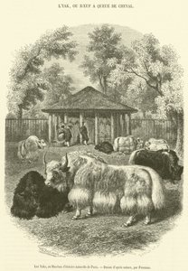 The Yaks, på Paris naturhistoriska museum (gravyr) av French School