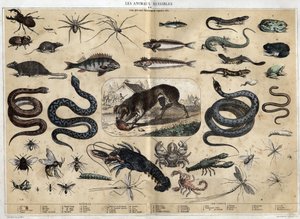 Skadliga djur. gravyr från 1860 i "" les Recreations instructives "" Synoptisk målning av Jules DELBRUCK. Privat samling. av French School