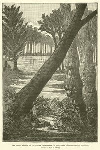 De gigantiska träden från karbonperioden (gravyr) av French School