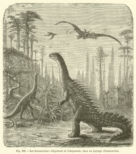 Dinosaurierna, Stegosaurus och Compsonote, i ett landskap av Araucariae (gravyr) av French School