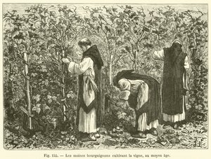 Burgundiska munkar som odlar vinstockar, under medeltiden (gravyr) av French School