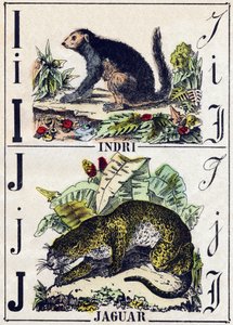 Brev I Indri (Lemurien); J Jaguar. Gravyr i "" Alphabet des animaux sauvages"". 9:e serien. Bildspråk av Epinal, Pellerin, tryckare-förlag, ca 1870. Gravyrer på trä, stencilerade. 16 sidor. Mått: 20 x 15 cm. Privat samling av French School