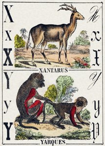 Bokstav X Xantarus; Yarques. Gravyr i "Wild Animals Alphabet". 9:e serien. Bildspråk av Epinal, Pellerin, tryckare-förlag, cirka 1870. Gravyrer på trä, stencilerade. 16 sidor. Storlek: 20 x 15 cm. Privat samling av French School