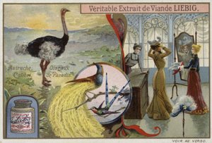 Liebig-kort med bilder av fåglar av French School
