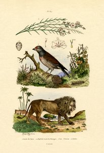 Linnet, 1833-39 av French School