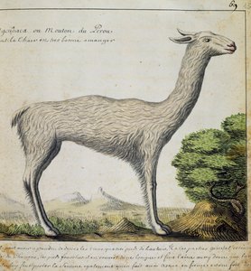 Lama, Peru, akvarell från loggbok av Jacques Gouin de Beauchesne (1652-1730), kapten på Compagnie royale de la Mer du Sud, från 1698 till 1701, Frankrike av French School