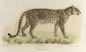 Leopard, hane. En leopardhane, från 