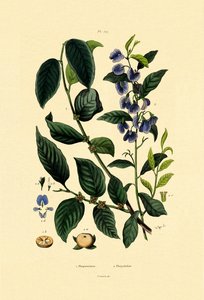 Lotus plommon, 1833-39 av French School