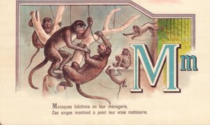 M: Makaker broschyrer i deras menageri, Dessa apor visar deras sanna matoiserie av French School