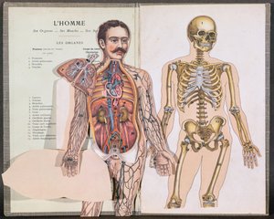 Människan, hans organ, hans muskler och hans skelett, från Anatomie Elementaire av Dr. Lelievre av French School