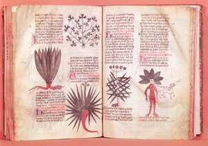 Mandrake, från ett fördrag av Dioscorides (40-c.90 e.Kr.) av French School