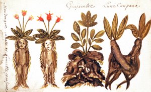 Mandrake, ingefära, Luna Campana av French School