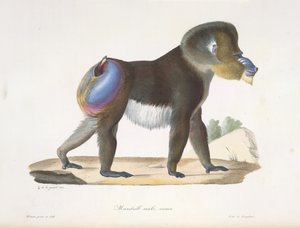 Mandrill, hane, gammal. En gammal mandrillbabian, från Natural History of Mammals (färg litho) av French School