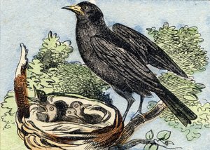 Koltrast. Gravyr i "Buffon Alphabet des Oiseaux n 2". 3:e Serie N 2. Avbildning av Epinal, Epinal, sent 1800-tal. 16 sidor. Mått: 28x21cm av French School