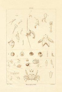 Metamorfos, 1833-39 av French School