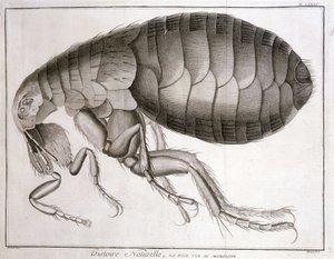 Mikroskop - i "Encyclopedia", Diderot et d