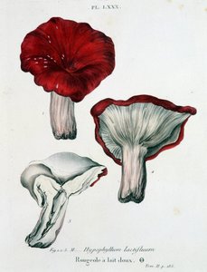 Mjölkmässling - i "Treatise des champignons"" av Jean Jacques Paulet, sent 1700-tal av French School