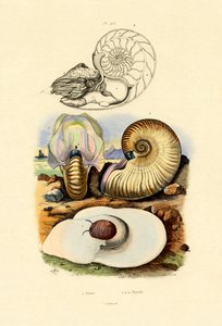 Månsnigel, 1833-39 av French School