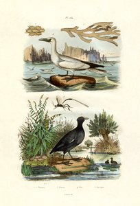 Mossdjur, 1833-39 av French School