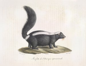 Skunk. Skunk, från Natural History of Mammals (färg litho) av French School