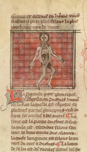 Ms 2030 fol.17 Anatomisk figur, från La Chirurgie de Maitre Henri de Mondeville av French School