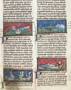 Ms 320 Fol.116 Sea Monsters, från "The Nature of Things" av Thomas van Cantimpre (1201-72) (på veläng) av French School