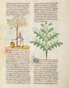 Fröken. On Different Herbs av Dioscorides, fol.165r Tapping Terpentine av French School