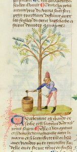 Ms Est 28 M.5.9 fol.165r Samlar terpentin, från Grand Herbier av Pedanius Dioscorides (c.40-90 e.Kr.) av French School