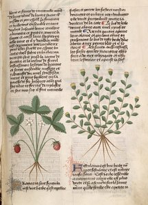 Ms Est 28 M 5.9 fol.75r Strawberry Plant, från 