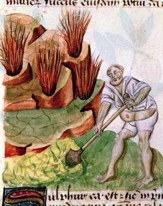 Ms Lat 993 L.9.28 f.123v Looking for Sulphur, från Dioscorides De Herbis av French School