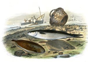 Multe (Mugilidae), Solros (Solea Vulgaris), Limand (Microstomus Kitt) - Tallrik extraherad från Natural History av Bernard Germain de Lacepede (1856-1925), P.Furme-upplagan, Paris av French School