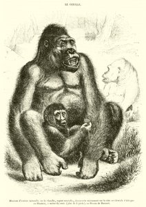 Naturhistoriska museet, Gorillan (gravyr) av French School