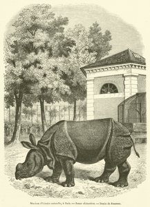 Museum of Natural History, i Paris, Ung noshörning (gravyr) av French School