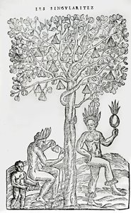 Nana fuit, medicinalväxt, illustration från Singularities of France Antarctique, av Andre de Thevet, 1558 av French School
