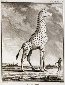 Natural History Plate: La Giraffe - i "" Natural History, General and Special"" av Buffon av French School