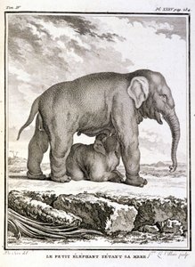 Natural History Plate: The Little Elephant Taunting Her Mother - i "" Natural History, General and Special"" av Buffon av French School