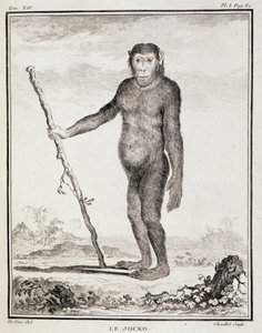 Naturhistorisk tallrik: Jocko - i "Naturhistoria, allmän och speciell" av Buffon av French School