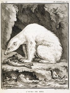 Naturhistorisk tavla: Sjöbjörnen äter en säl - i "Naturhistoria, allmän och speciell" av Buffon av French School