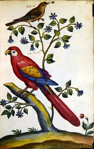 Näktergal och papegoja (akvarell på papper) av French School