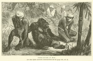 Orang-Outang Et Mias (gravyr) av French School