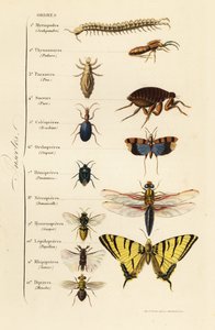 Beställningar av insekter av French School