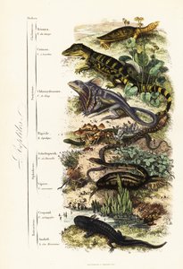 Orden av reptiler: sårbar indisk softshell-sköldpadda, Nilssonia gangetica, glasögonkajman, kajmankrokodilus, kråshalsödla, Chlamydosaurus kingii, vanlig fjällfot, Pygopus lepidopudus, europeisk glasödla, Pseudopus apodus, av French School
