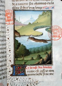 Utter som fångar en fisk, från Livre de la Chasse av Gaston Phebus de Foix (1331-91) (pergament) av French School